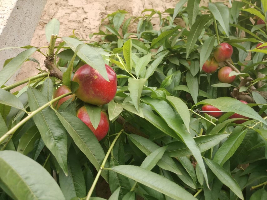 蟠桃与碧桃典型植株对比图