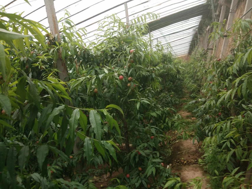 中油27号油桃在果园中整齐排列的挂果状态全景图