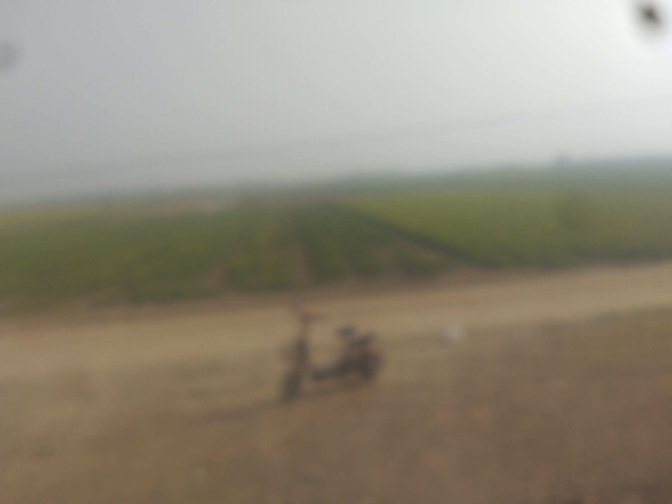 韭菜病虫害图示