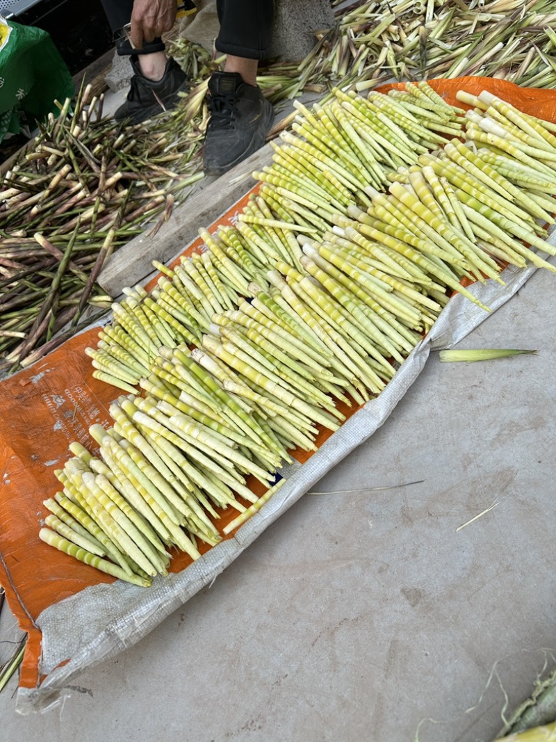 红笋绿竹笋马蹄笋八月竹笋毛竹笋甜龙竹笋牛尾笋香笋埔田竹笋竹笋大全