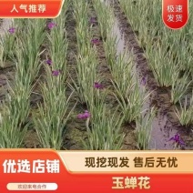 优选花叶玉蝉花包成活可承包施工价格实惠可视频看货