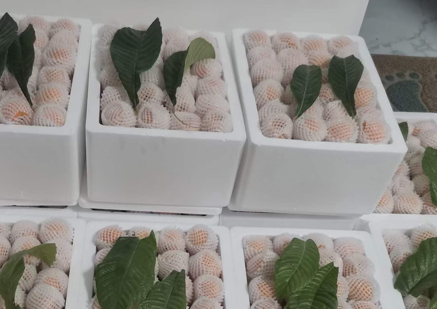 福建莆田‘解放钟’红沙枇杷与四川‘大五星’红沙枇杷实物对比,突出果形、果皮色泽饱和度、果点形态差异,并展示枇杷叶背面典型绒毛结构,佐证品种真实性与产地特征 红沙枇杷对比图:左侧为福建莆田‘解放钟’(果大椭圆、果皮金红、果点凸起明显),右侧为四川‘大五星’(果皮橙红偏暗、果肩宽平),背景铺陈新鲜枇杷叶(背面密被灰棕色绒毛)