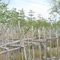 多花黄花风铃木3～5公分