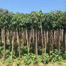 重阳木3～5公分