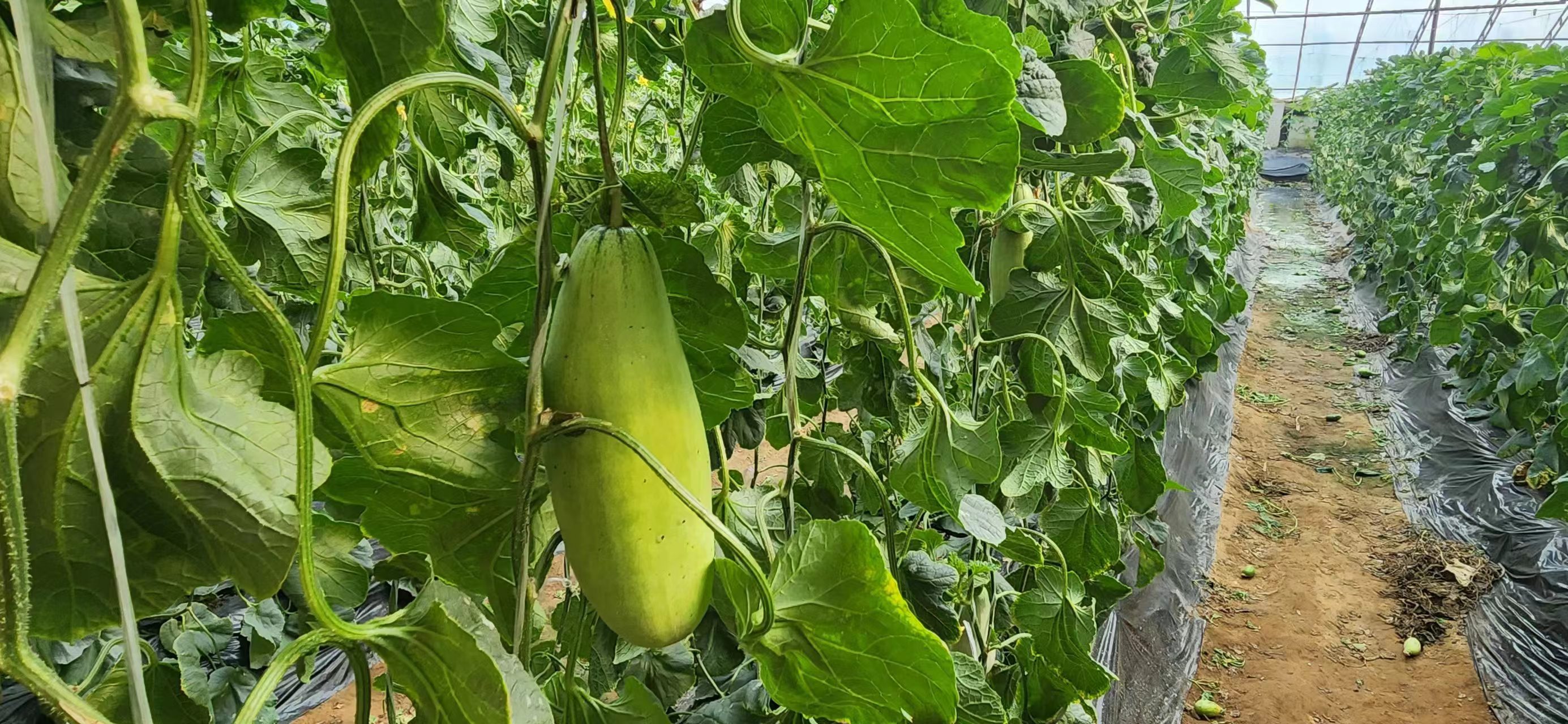 博洋甜瓜种植基地,整齐排列的藤蔓上挂满果实 博洋甜瓜种植基地实景图