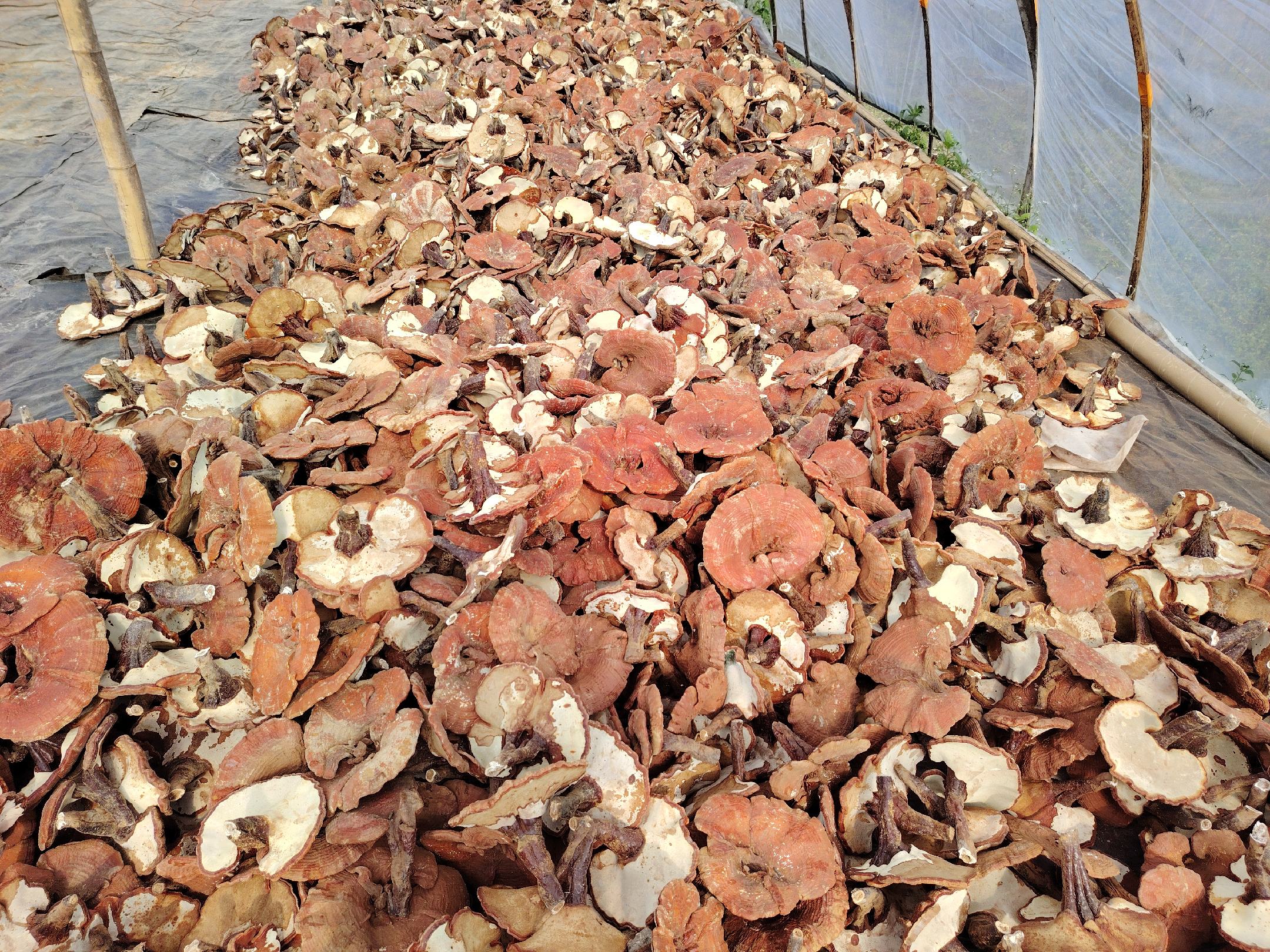 一个现代化恒温恒湿药材仓库内部景象,整齐排列着贴有‘赤灵芝’标签的铝箔复合袋,墙上安装有数字式温湿度计显示温度18.5℃、湿度52%,地面干净无尘,配有货架和消防设施 现代化赤灵芝恒温恒湿仓储实景