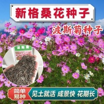 波斯菊种子，格桑花种子，七彩花种四季开花易活花籽庭院室外