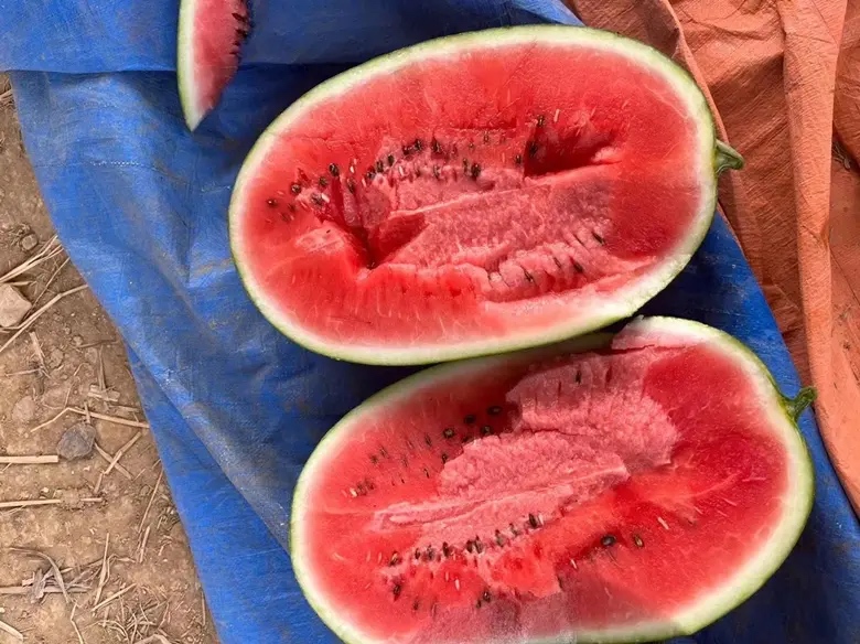 黑美人西瓜切面对比图