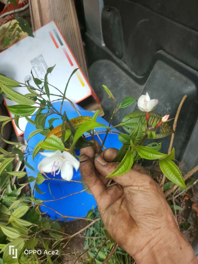 白花野牡丹,喝茶配药级干货