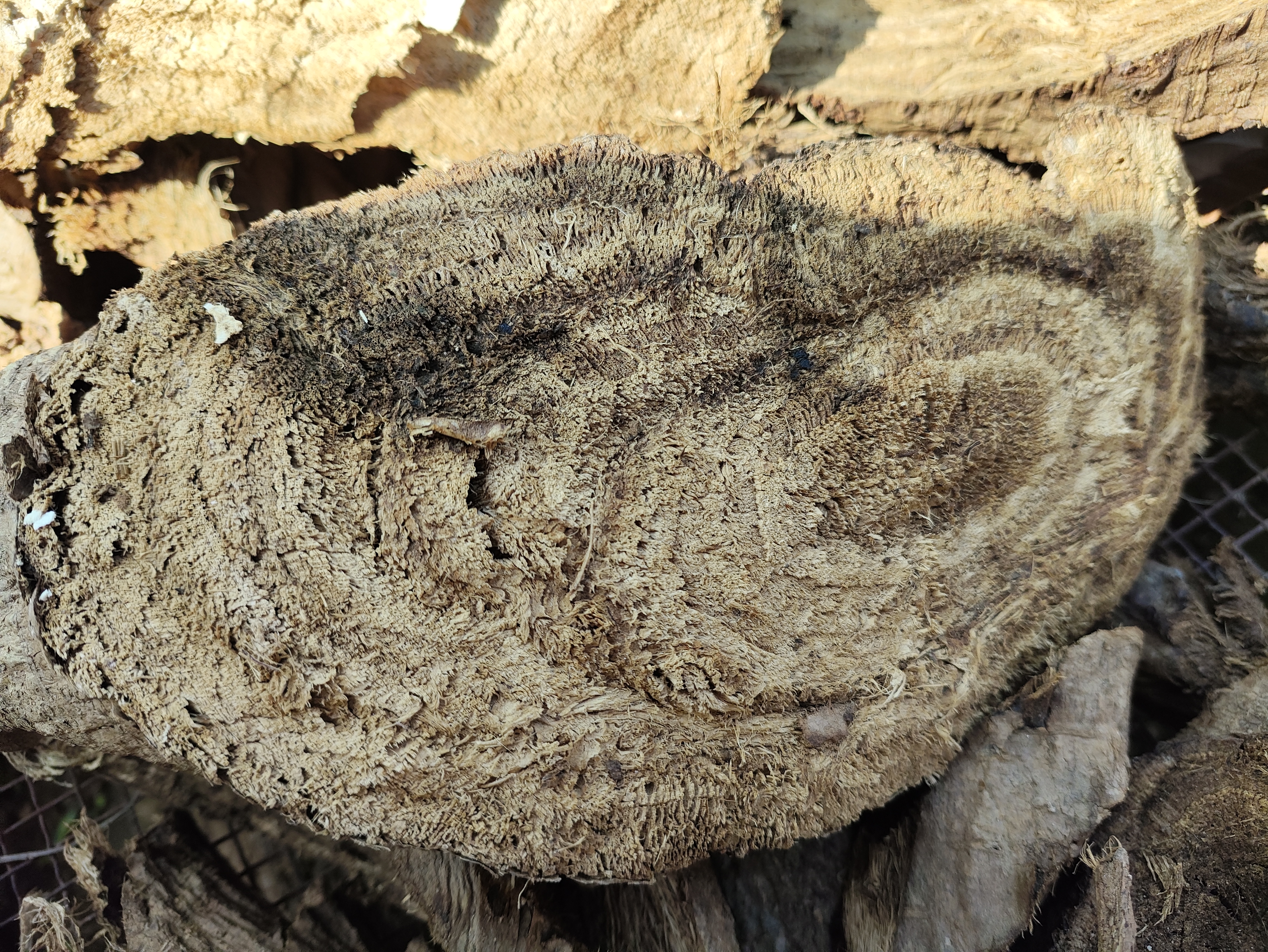 葛根加桂枝汤成品汤剂图