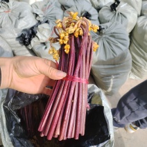 贵州蕨菜