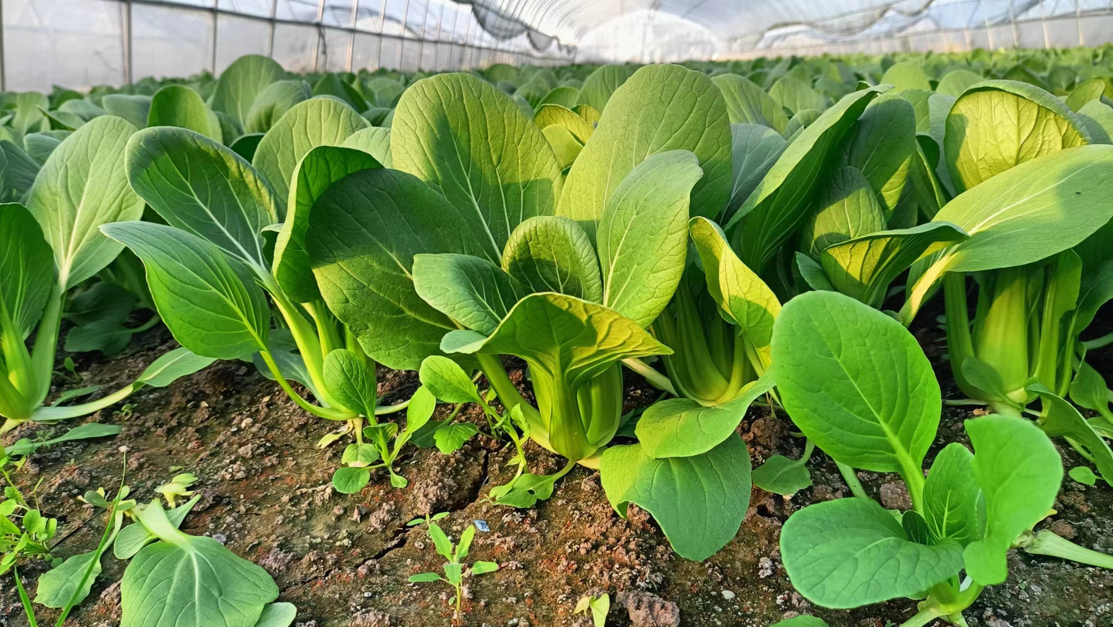 易混淆蔬菜对比图