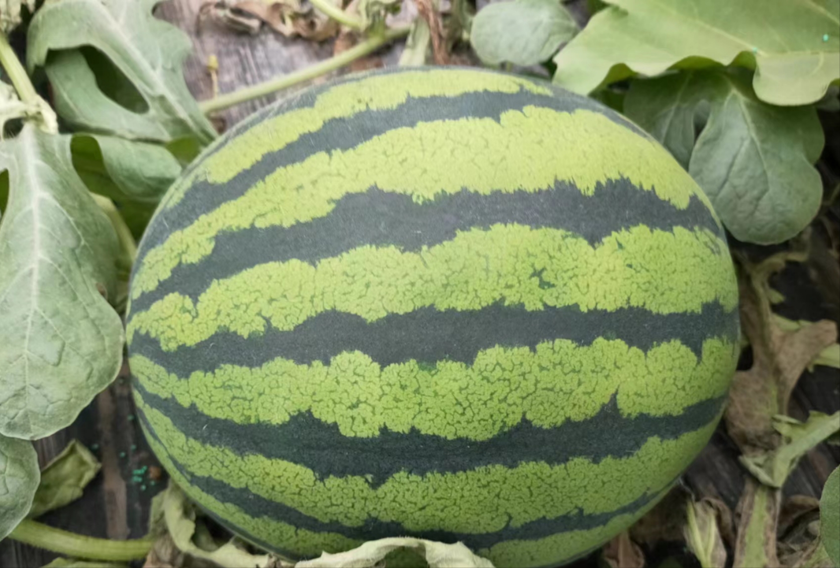 手部触摸甜王西瓜特写