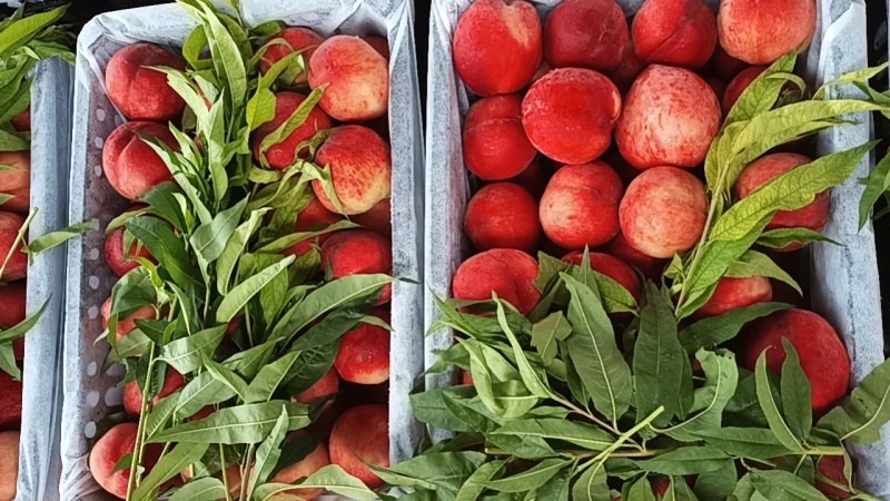 大红桃露天毛桃红不软枣阳桃子产地直发