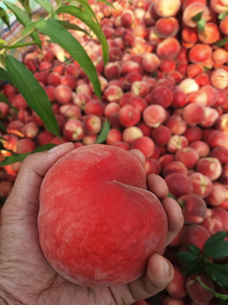 大红桃露天毛桃红不软枣阳桃子产地直发
