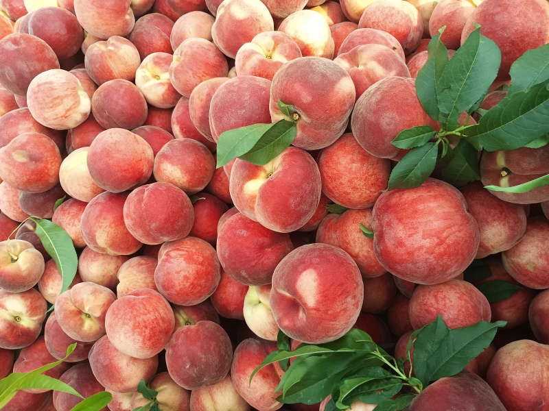 大红桃露天毛桃红不软枣阳桃子产地直发