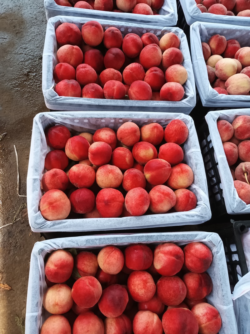 大红桃露天毛桃红不软枣阳桃子产地直发