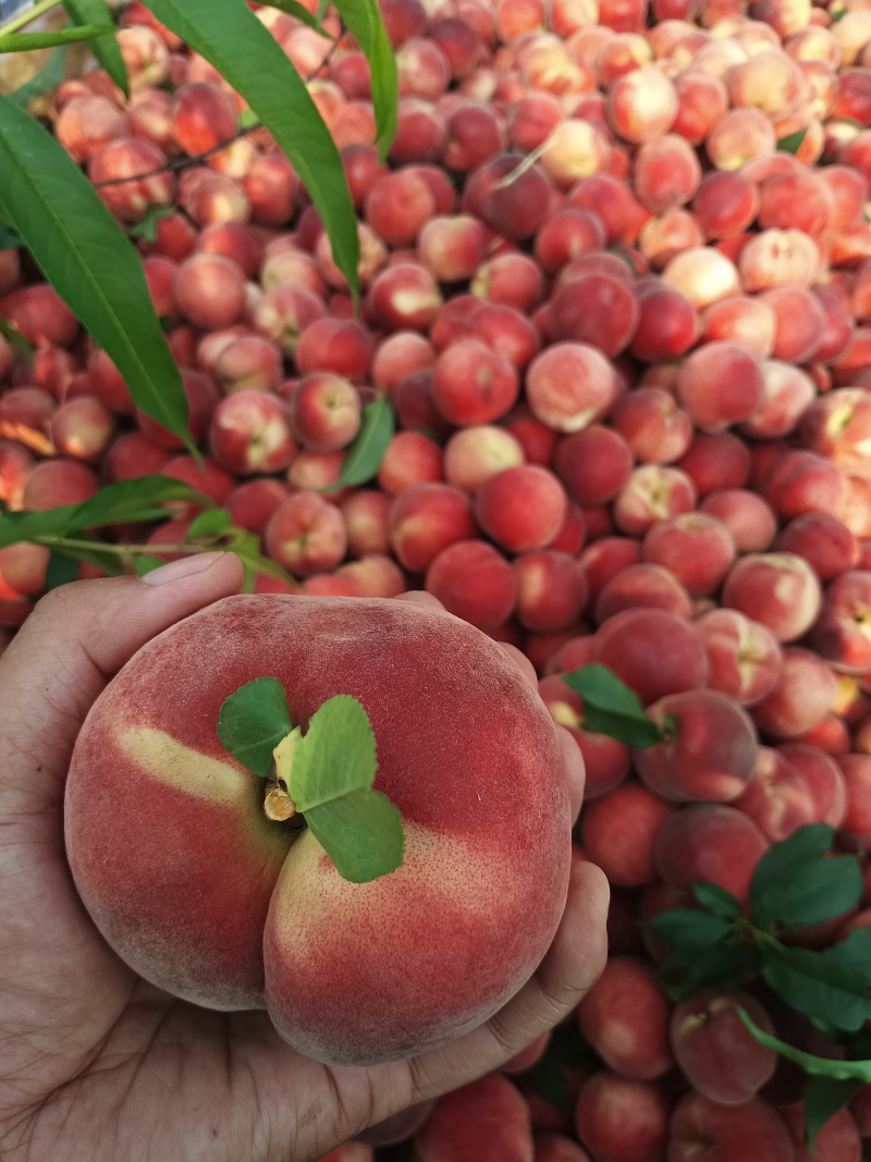 大红桃露天毛桃红不软枣阳桃子产地直发