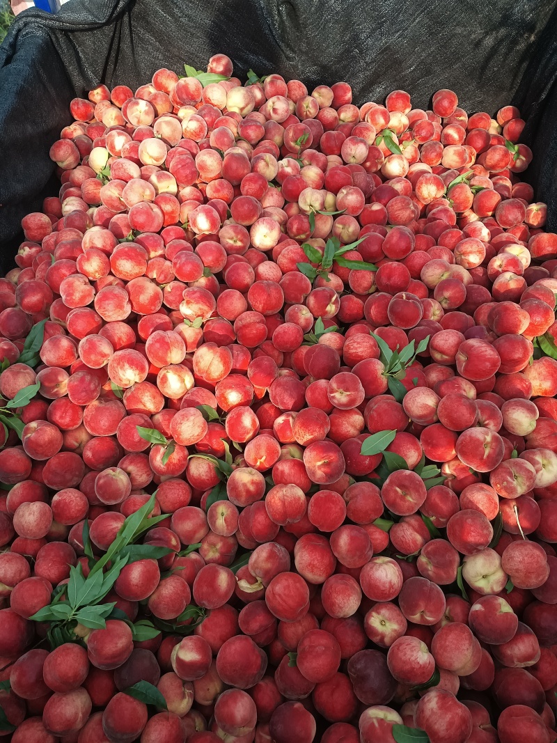 大红桃露天毛桃红不软枣阳桃子产地直发