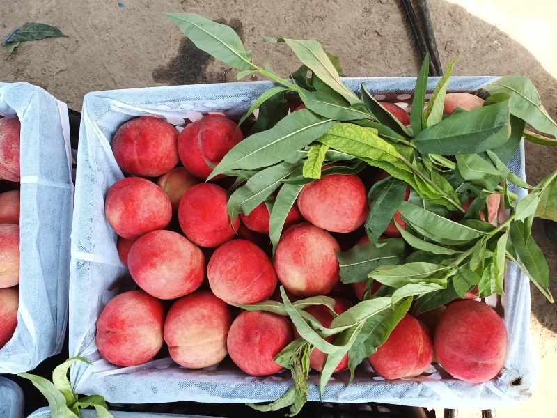 大红桃露天毛桃红不软枣阳桃子产地直发