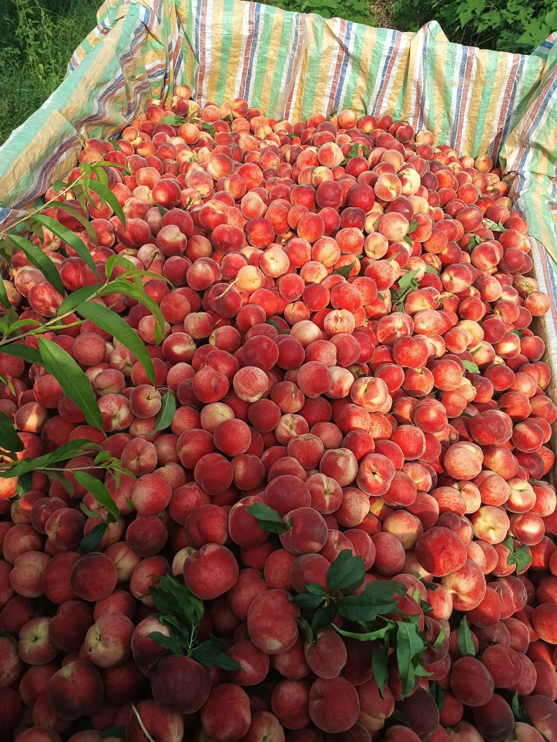 大红桃露天毛桃红不软枣阳桃子产地直发