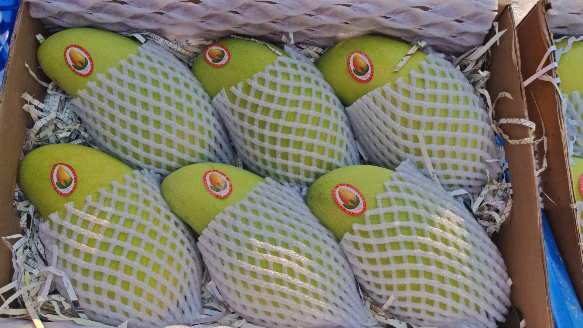 展示多个山竹果,旁边标注选购要点,如颜色、硬度、萼片等 山竹选购技巧图示