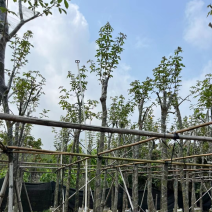 多花黄花风铃木6～12公分