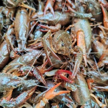 小龙虾产地直供肉质饱满地板干净规格齐全湖北稻田养殖清水虾
