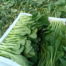 精品菜心