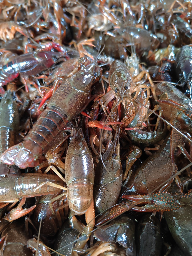 小龙虾产地直供肉质饱满地板干净规格齐全湖北稻田养殖清水虾