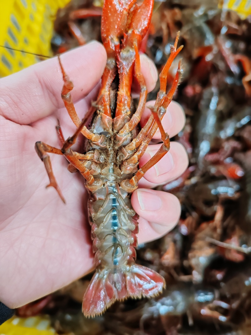 小龙虾产地直供肉质饱满地板干净规格齐全湖北稻田养殖清水虾