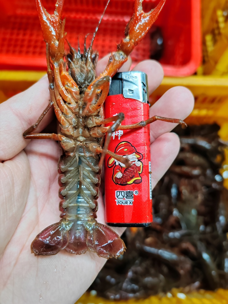 小龙虾产地直供肉质饱满地板干净规格齐全湖北稻田养殖清水虾