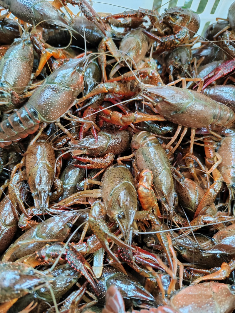 小龙虾产地直供肉质饱满地板干净规格齐全湖北稻田养殖清水虾