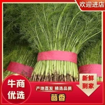 精品茴香河北茴香开始大量供应欢迎老板前来采购整车批发