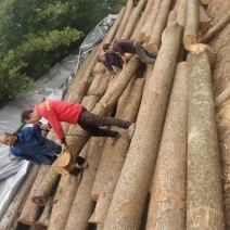 小叶金丝楠木