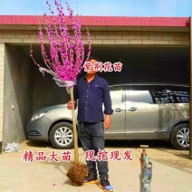 紫荆花树苗大苗庭院植物绿化树苗花卉盆栽紫荆