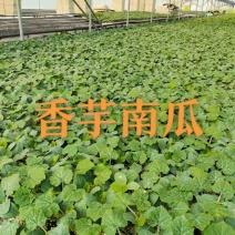香芋南瓜苗