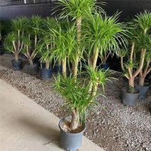 龙血树多头龙血树客厅大型绿植大盆净化空气吸甲醛盆栽老桩易