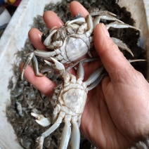 新鲜蟹苗，优质养殖，健康有保障