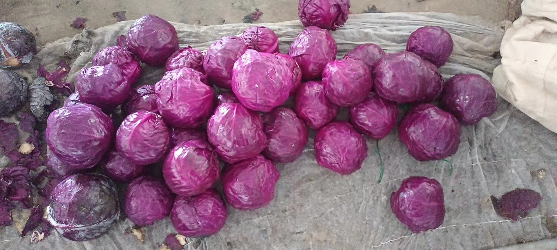 提取完成的紫甘蓝色素呈浓郁紫红色,可用于食品着色 紫甘蓝色素成品图