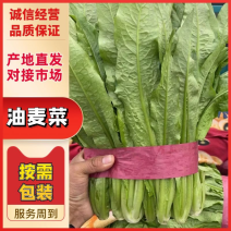 河北油麦菜精品大量供货品质好诚信经营欢迎电联