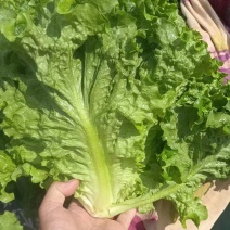 精品生菜散叶生菜货源充足量大从优质量保证欢迎咨询