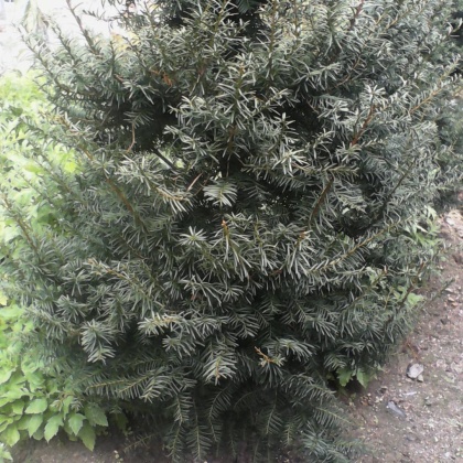 宽甸县东北红豆杉产地行情