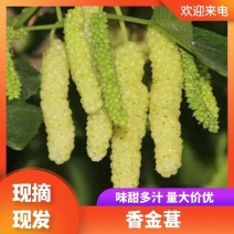 桑树苗香金葚白长果果桑树苗奶香味口感甜新品种嫁接苗