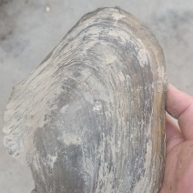 徒骇河大河蚌