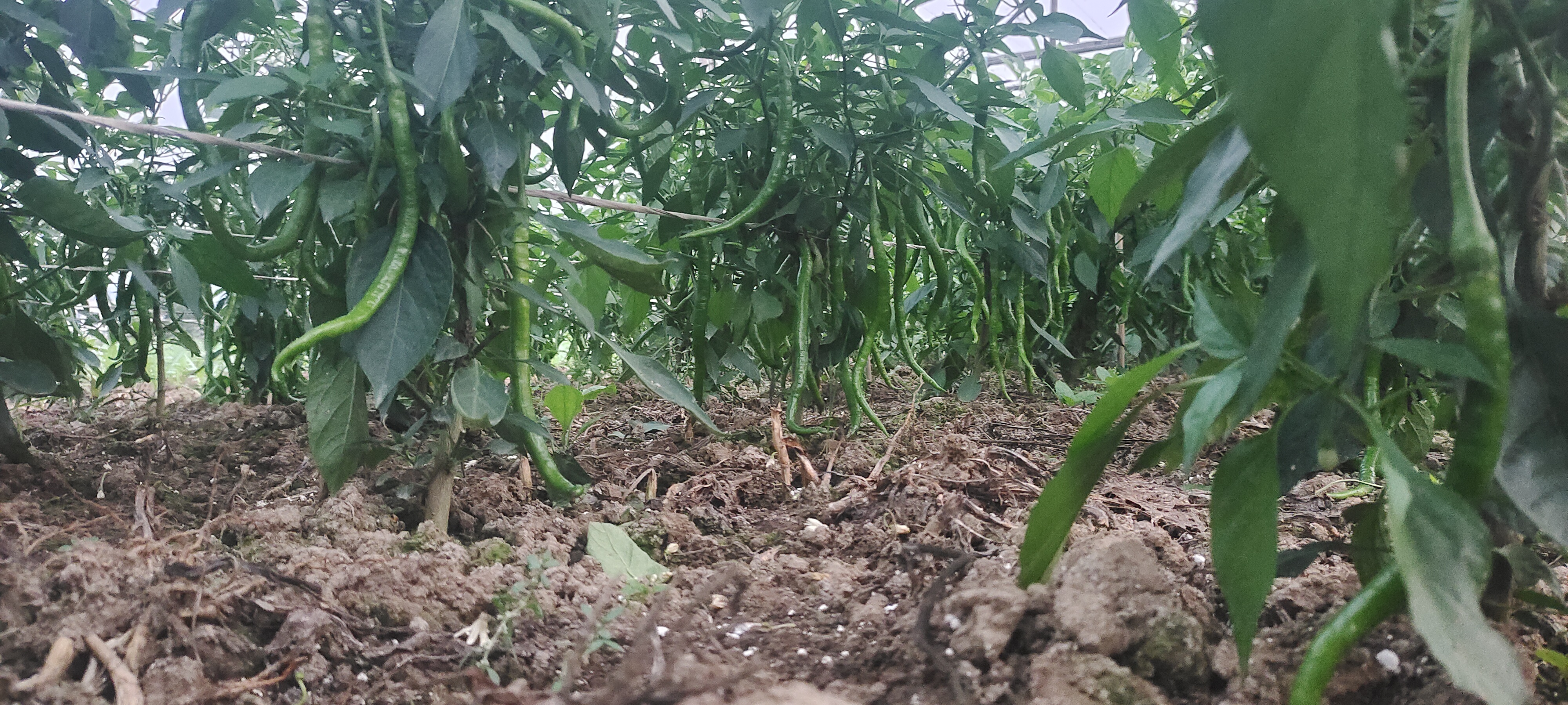 帝王线椒种植基地实景图