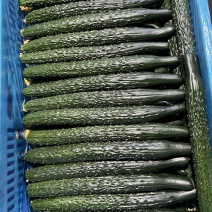 精品密刺黄瓜嫁接油瓜鲜花带刺干花带刺25公分以上绿肉