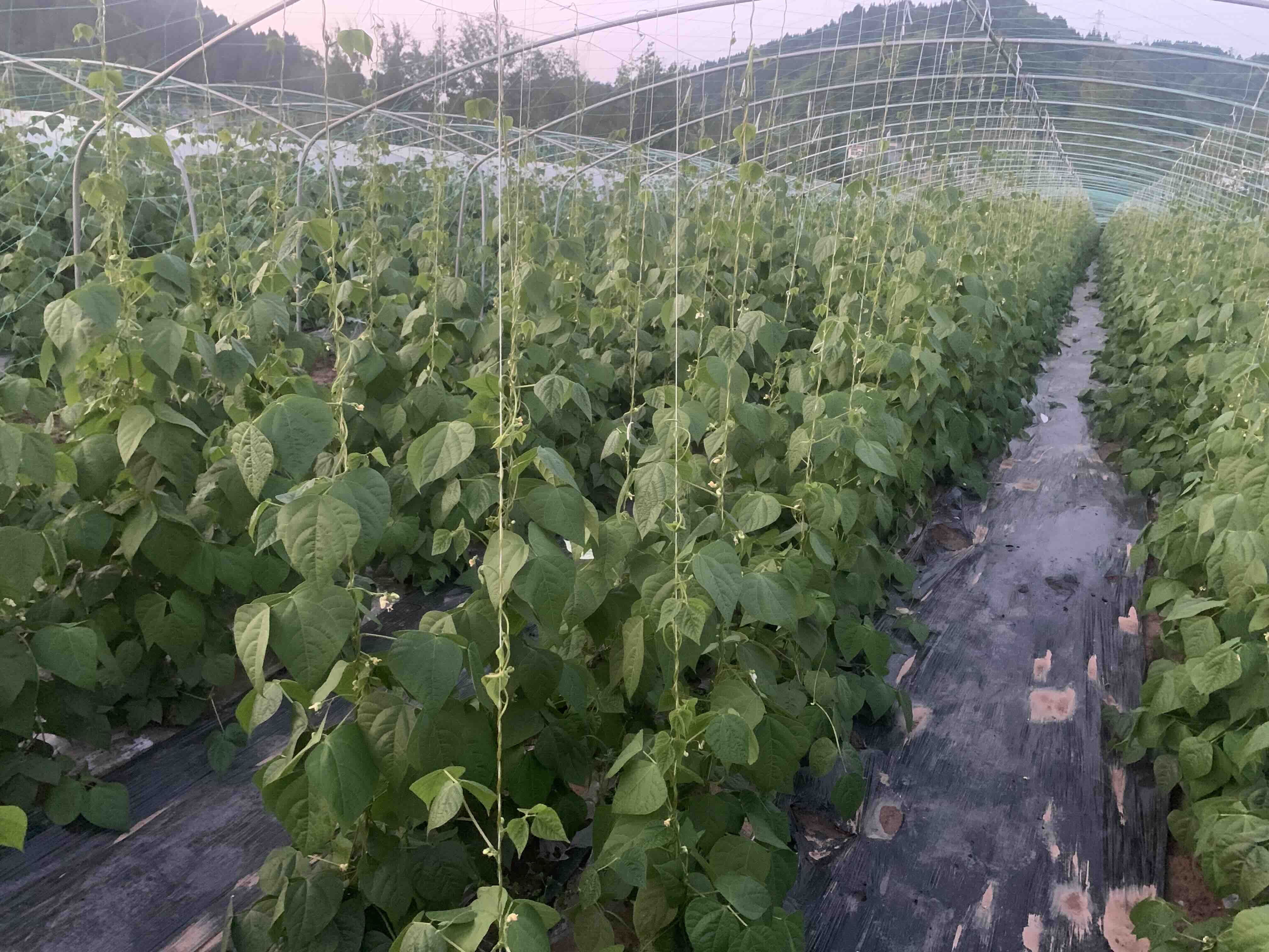 四季豆开花期田间实景
