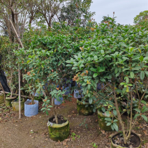 桂花2～3公分
