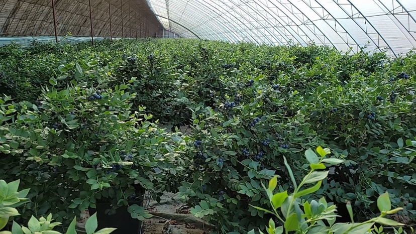 蓝金蓝莓种植园